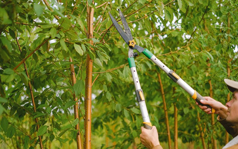 Tree trimming in Novelty, MO